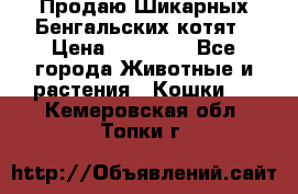 Продаю Шикарных Бенгальских котят › Цена ­ 17 000 - Все города Животные и растения » Кошки   . Кемеровская обл.,Топки г.